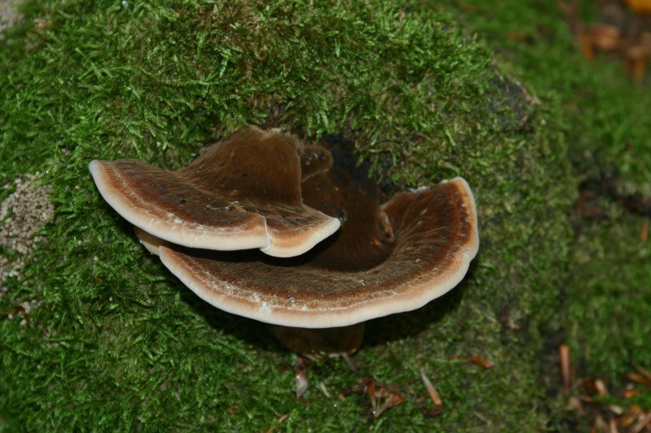 1彩2娱乐，注册|果盘手游平台中心代理