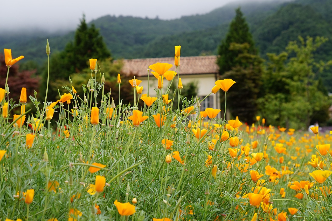 阿凡提哈密瓜：梦幻自动化工具代理平台